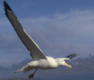 forum profile Wandering Albatross with Bitcoin address 1JgPAC8RVeh7RXqzmeL8xt3fvYahRXL3fP